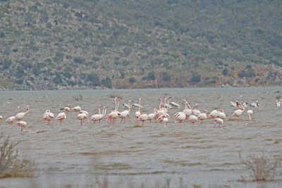 Greater Flamingos - (Phoenicopterus ruber)